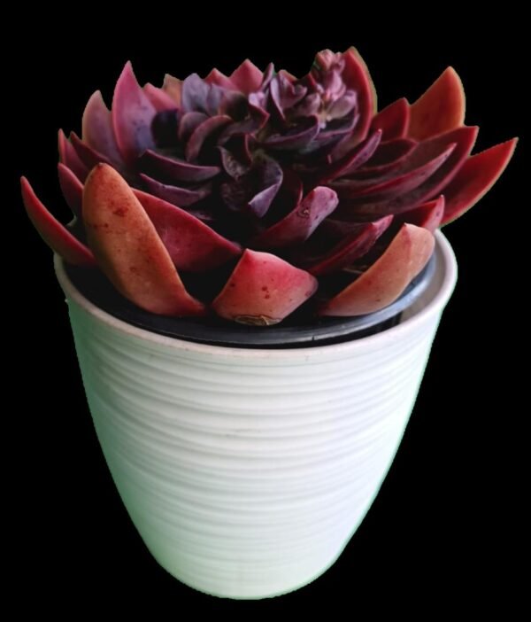Suculenta Echeveria Racemosa 1 Joya Exótica con Belleza Sorprendente - Imagen 3