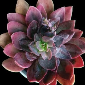 Suculenta Echeveria racemosa en maceta pequeña, con roseta verde clara y floración en tallo largo con racimos rosados.