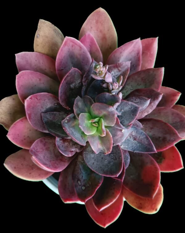 Suculenta Echeveria racemosa en maceta pequeña, con roseta verde clara y floración en tallo largo con racimos rosados.