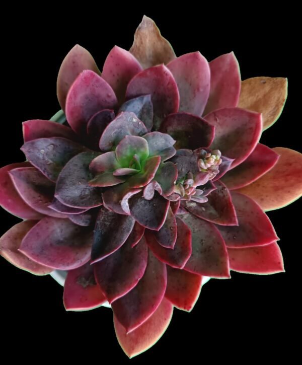 Suculenta Echeveria Racemosa 1 Joya Exótica con Belleza Sorprendente - Imagen 4