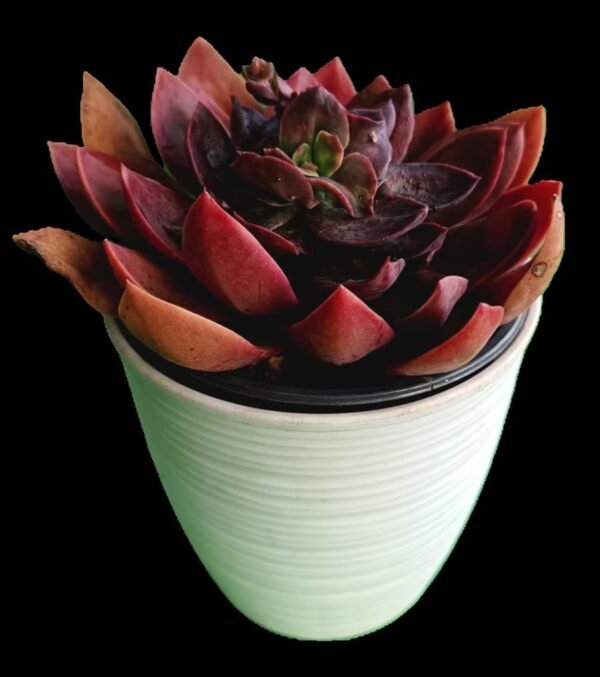 Suculenta Echeveria Racemosa 1 Joya Exótica con Belleza Sorprendente - Imagen 2