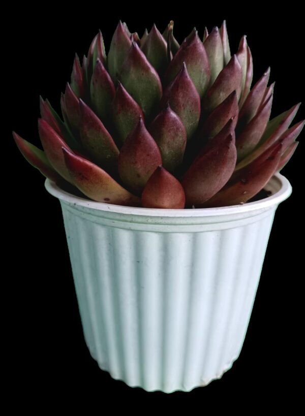 Agavoides Loves Fire – 7 Razones para Amar su Color y Vitalidad - Imagen 2