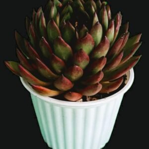 Agavoides Loves Fire mostrando sus hojas rojas y compactas en maceta decorativa, ideal para coleccionistas.
