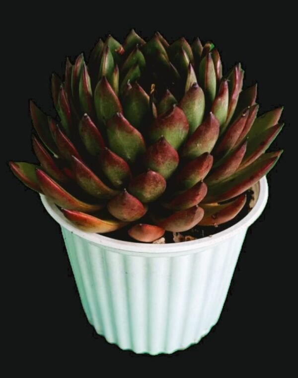 Agavoides Loves Fire mostrando sus hojas rojas y compactas en maceta decorativa, ideal para coleccionistas.