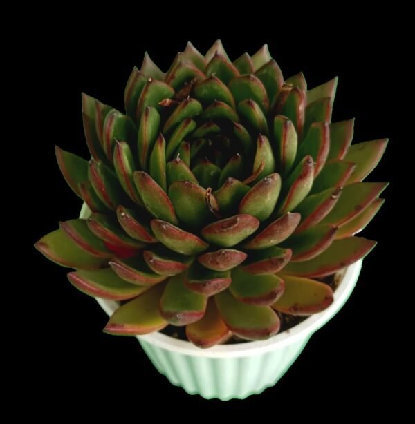 Agavoides Loves Fire – 7 Razones para Amar su Color y Vitalidad - Imagen 3