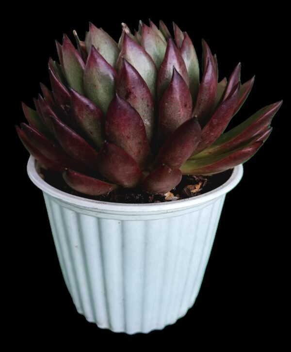 Agavoides Loves Fire – 7 Razones para Amar su Color y Vitalidad - Imagen 4