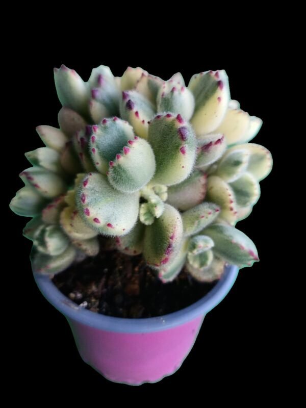 Cotyledon Tomentosa Variegada: ¡1 Joya fantástica e Increíble para Tu Colección ! - Imagen 3