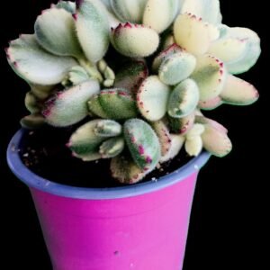 Cotyledon tomentosa variegada suculenta tipo pata de oso, con hojas peluditas en tonos crema y verde claro, en maceta de colección de Kristy Garden.