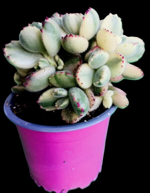 Cotyledon tomentosa variegada suculenta tipo pata de oso, con hojas peluditas en tonos crema y verde claro, en maceta de colección de Kristy Garden.