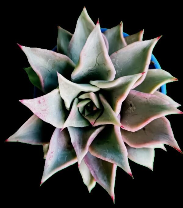 🌵 Echeveria Madiba: 1 Suculenta Exótica y Ondulada de Colección (¡Descúbrela!) - Imagen 2