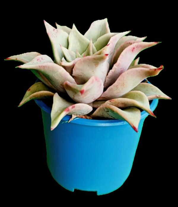 🌵 Echeveria Madiba: 1 Suculenta Exótica y Ondulada de Colección (¡Descúbrela!) - Imagen 3