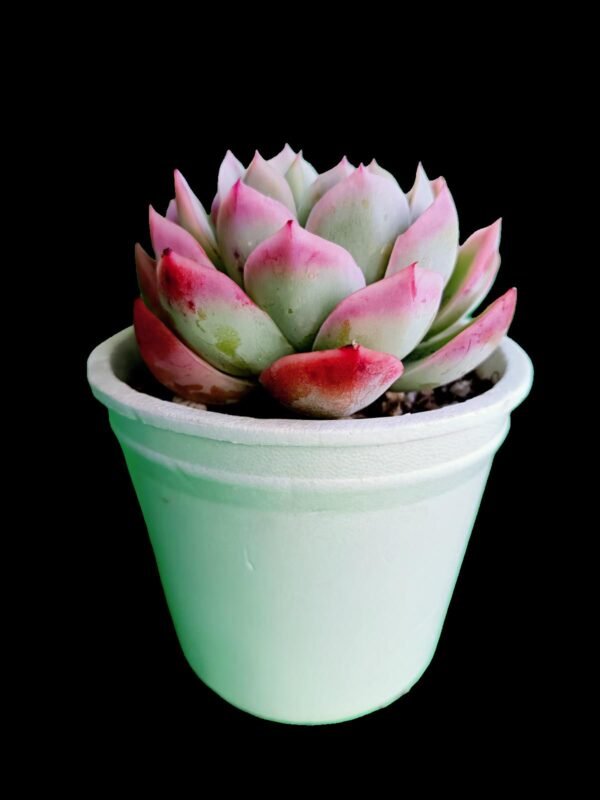 Echeveria Elegans Exclusiva Joya Verde 5 impresionante razones para Coleccionistas - Imagen 3