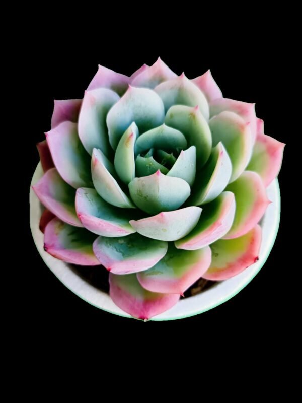 Echeveria Elegans Exclusiva Joya Verde 5 impresionante razones para Coleccionistas - Imagen 4