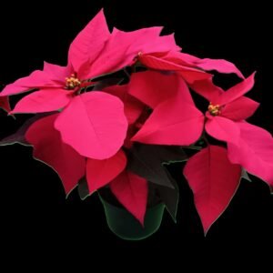 "Flor de Pascua (Euphorbia pulcherrima) con brácteas rojas intensas, planta decorativa y navideña disponible en Kristy Garden Ecuador."