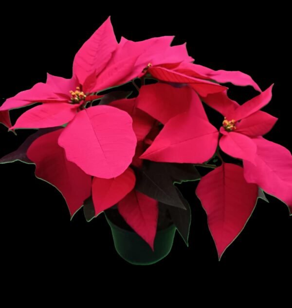 "Flor de Pascua (Euphorbia pulcherrima) con brácteas rojas intensas, planta decorativa y navideña disponible en Kristy Garden Ecuador."