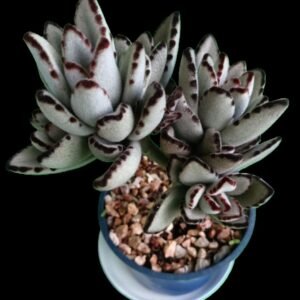 Kalanchoe tomentosa Orejas de Panda con hojas aterciopeladas en sustrato premium – Kristy Garden