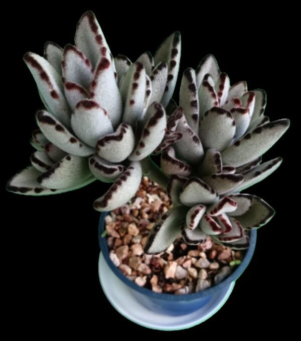 Kalanchoe tomentosa Orejas de Panda con hojas aterciopeladas en sustrato premium – Kristy Garden