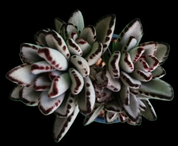 🌿 Kalanchoe tomentosa (Orejas de Panda) – 1 Suculenta de colección - Imagen 2