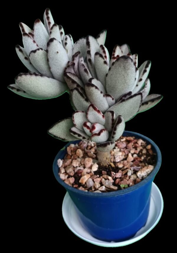 🌿 Kalanchoe tomentosa (Orejas de Panda) – 1 Suculenta de colección - Imagen 3