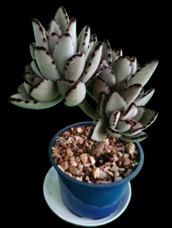 🌿 Kalanchoe tomentosa (Orejas de Panda) – 1 Suculenta de colección - Imagen 4