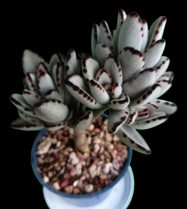 🌿 Kalanchoe tomentosa (Orejas de Panda) – 1 Suculenta de colección - Imagen 5