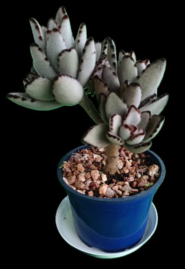🌿 Kalanchoe tomentosa (Orejas de Panda) – 1 Suculenta de colección - Imagen 6
