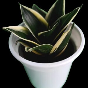 Sansevieria Trifasciata Black Star con hojas negras verticales en maceta moderna, ideal para decoración de interiores y coleccionistas.
