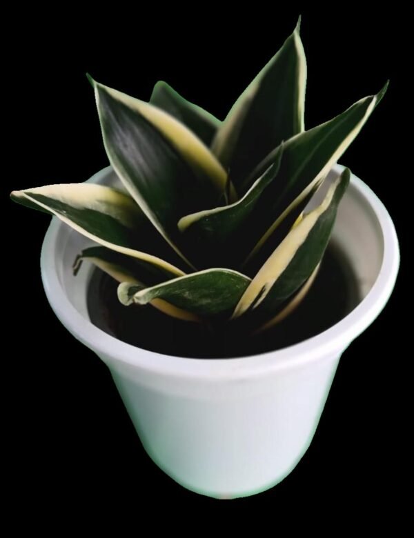 Sansevieria Trifasciata Black Star con hojas negras verticales en maceta moderna, ideal para decoración de interiores y coleccionistas.