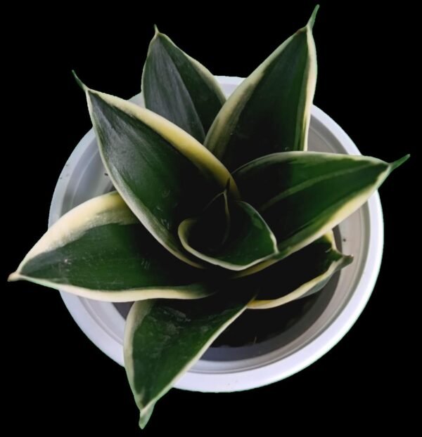 Sansevieria Trifasciata Black Star – la Suculenta Más Elegante 5 Razones para Tenerla en la Colección - Imagen 3