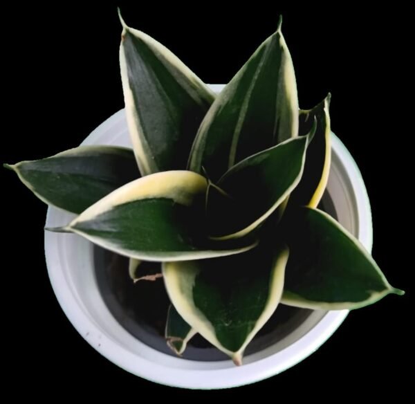 Sansevieria Trifasciata Black Star – la Suculenta Más Elegante 5 Razones para Tenerla en la Colección - Imagen 5