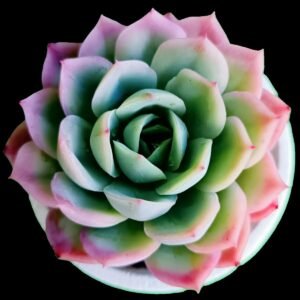 Echeveria Elegans asombrosa en roseta perfecta para colección en Ecuador.