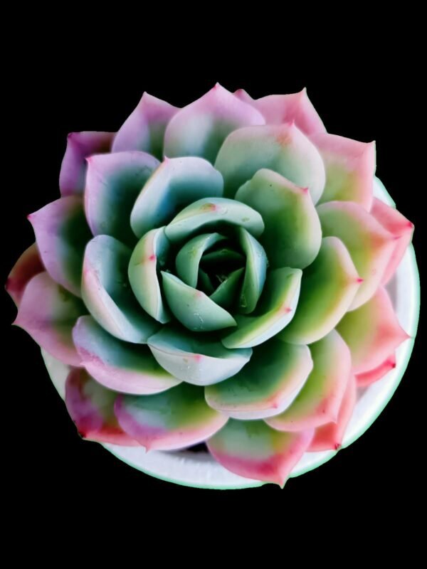Echeveria Elegans asombrosa en roseta perfecta para colección en Ecuador.