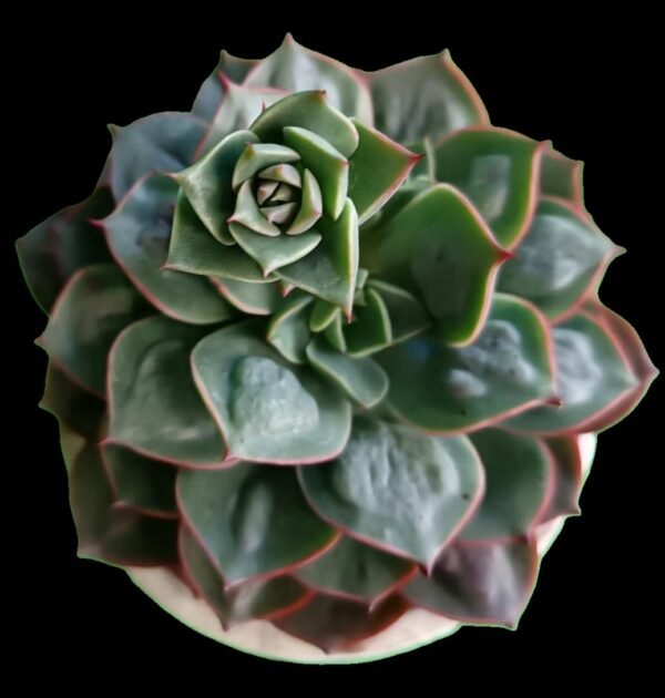 Echeveria Raindrops: Increíble Suculenta Única y Moderna -7 Razones para Amarla - Imagen 4