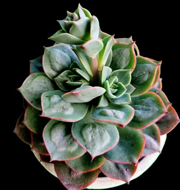 Echeveria Raindrops: Increíble Suculenta Única y Moderna -7 Razones para Amarla - Imagen 2