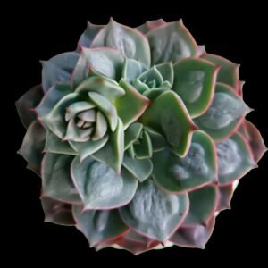 Echeveria Raindrops con carúnculas únicas sobre hojas verdes – Kristy Garden Ecuador