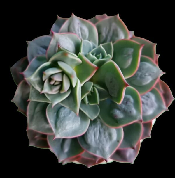 Echeveria Raindrops con carúnculas únicas sobre hojas verdes – Kristy Garden Ecuador