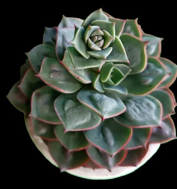 Echeveria Raindrops: Increíble Suculenta Única y Moderna -7 Razones para Amarla - Imagen 3