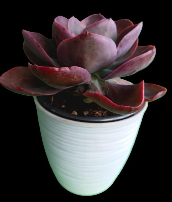 Echeveria Red Magic | Color y Elegancia Natural Top 1 Suculenta Roja - Imagen 2