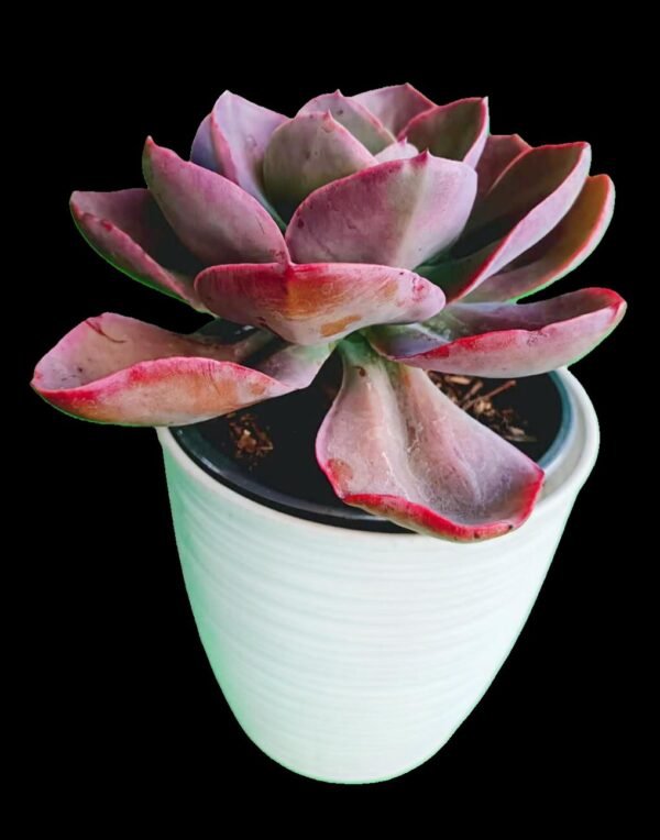 Echeveria Red Magic | Color y Elegancia Natural Top 1 Suculenta Roja - Imagen 4