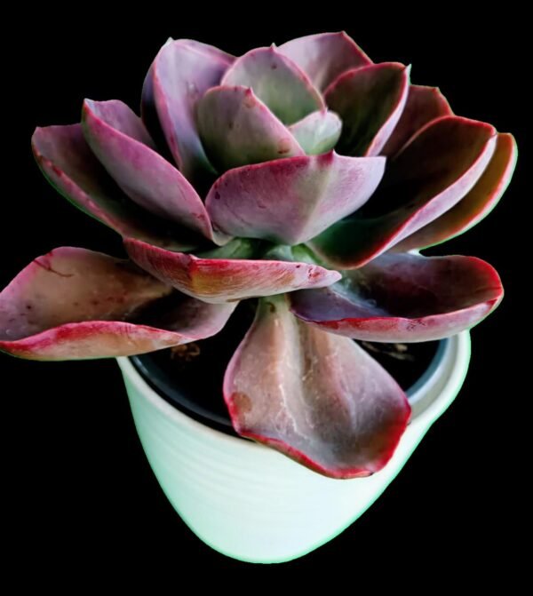 Echeveria Red Magic | Color y Elegancia Natural Top 1 Suculenta Roja - Imagen 5