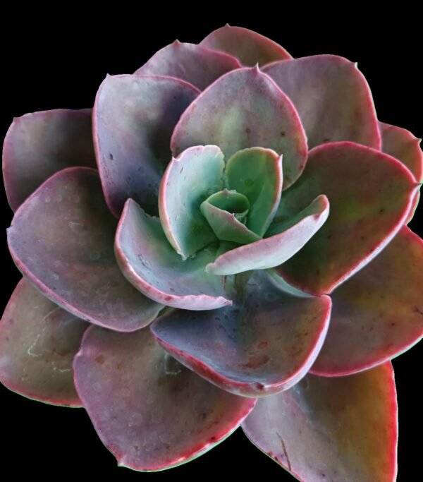 Echeveria Red Magic | Color y Elegancia Natural Top 1 Suculenta Roja - Imagen 3