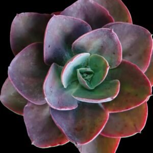 Echeveria Red Magic, suculenta con roseta compacta de hojas carnosas en tonos rojos intensos