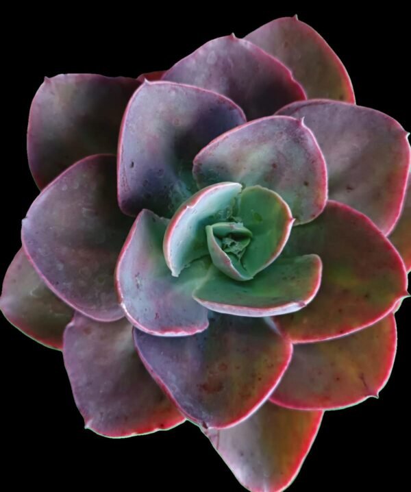 Echeveria Red Magic, suculenta con roseta compacta de hojas carnosas en tonos rojos intensos