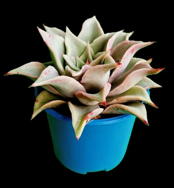 🌵 Echeveria Madiba: 1 Suculenta Exótica y Ondulada de Colección (¡Descúbrela!) - Imagen 4