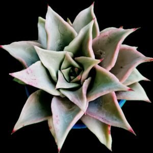 Echeveria Madiba en maceta de cerámica, hojas onduladas color rosa y verde – Kristy Garden