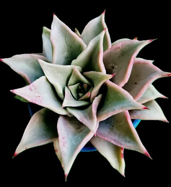 Echeveria Madiba en maceta de cerámica, hojas onduladas color rosa y verde – Kristy Garden