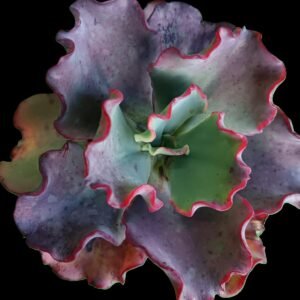 Echeveria Rulosa en maceta de colección con sustrato premium de Kristy Garden.
