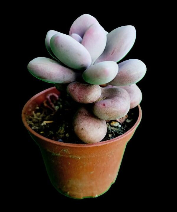 Pachyphytum oviferum Pink: 1 Increíble Suculenta Rosa para Coleccionistas - Imagen 4