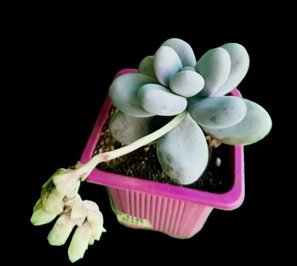 Pachyphytum Oviferum 1 Joya Lunar Asombrosa e Increíble para Coleccionistas - Imagen 4