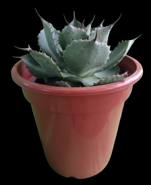 Agave potatorum: 7 Razones para Elegir esta Planta Escultural y Exótica - Imagen 4